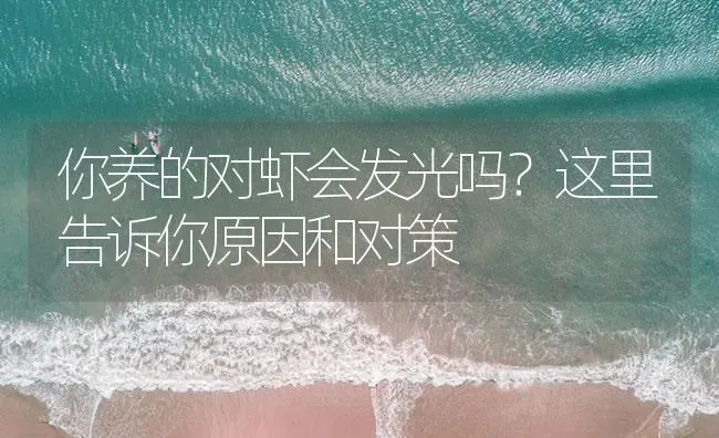 你养的对虾会发光吗？这里告诉你原因和对策 | 海水养殖