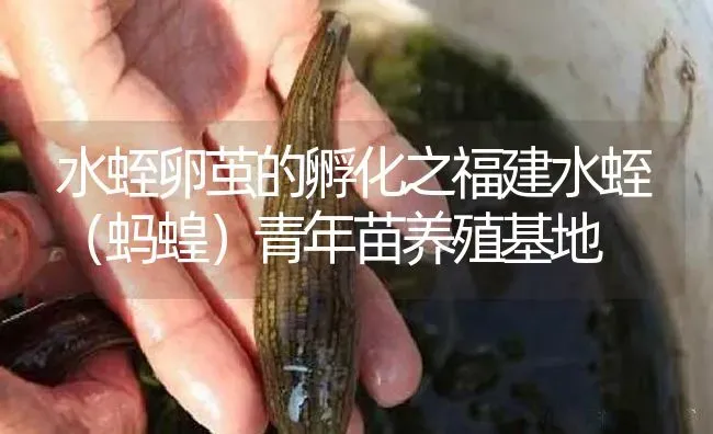 水蛭卵茧的孵化之福建水蛭（蚂蝗）青年苗养殖基地 | 特种养殖