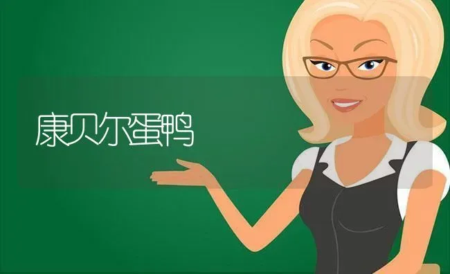 康贝尔蛋鸭 | 家禽养殖