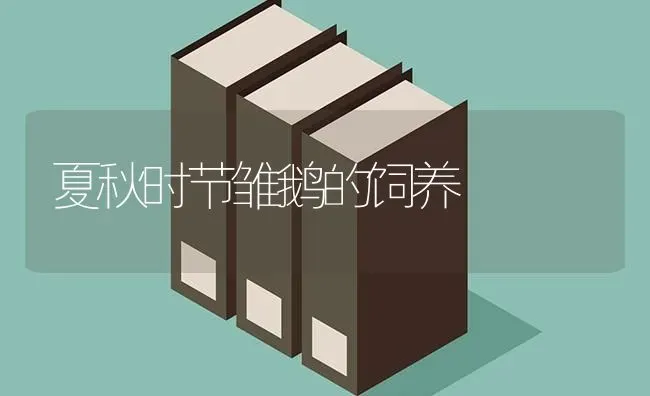 夏秋时节雏鹅的饲养 | 家禽养殖