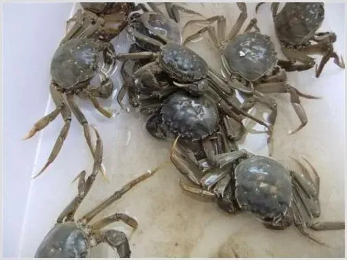 螃蟹弧菌病什么原因引起的？如何预防螃蟹弧菌病？ | 养殖知识