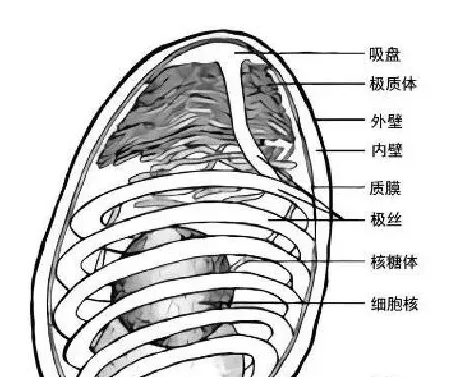 科普 | 重要水生动物疫病防控常识（虾类）