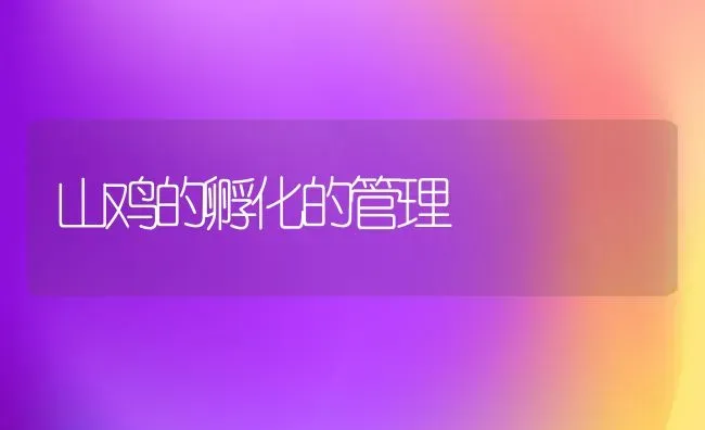 山鸡的孵化的管理 | 家禽养殖