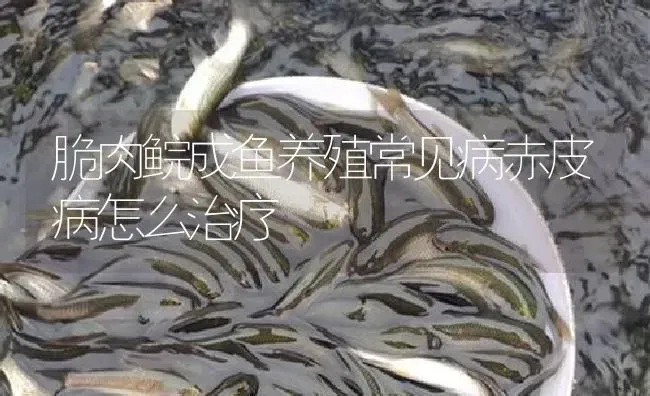 脆肉鲩成鱼养殖常见病赤皮病怎么治疗 | 淡水养殖