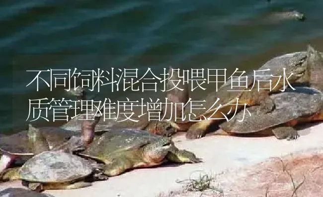 不同饲料混合投喂甲鱼后水质管理难度增加怎么办 | 淡水养殖