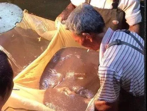 鳜鱼孵化、水花培育操作流程，关键要点都在这了