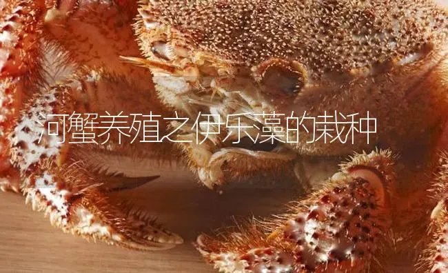 河蟹养殖之伊乐藻的栽种 | 淡水养殖