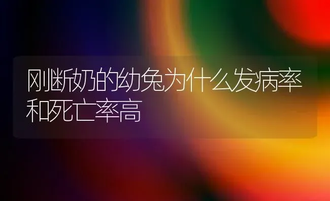刚断奶的幼兔为什么发病率和死亡率高 | 家畜养殖