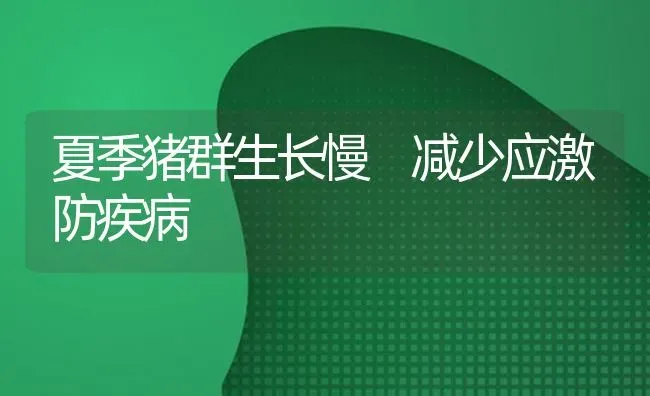 夏季猪群生长慢 减少应激防疾病 | 家畜养殖