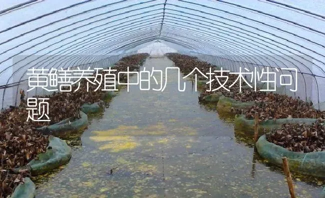 黄鳝养殖中的几个技术性问题 | 淡水养殖