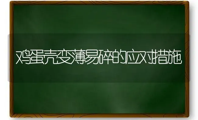 鸡蛋壳变薄易碎的应对措施 | 家禽养殖