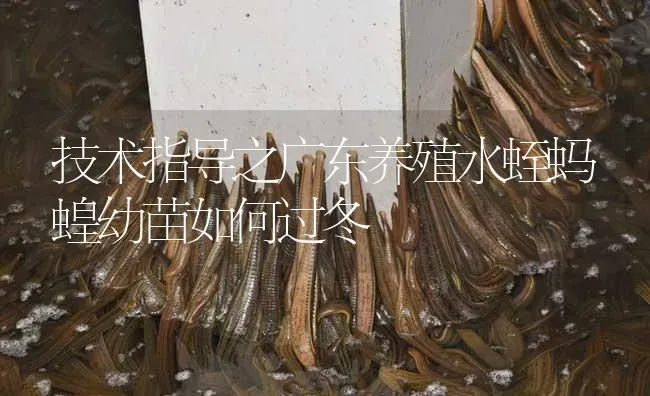 技术指导之广东养殖水蛭蚂蝗幼苗如何过冬 | 特种养殖