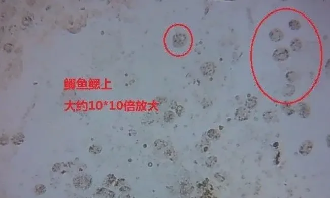 谨防孢子虫的危害！如何迅速识别孢子虫并杀灭？