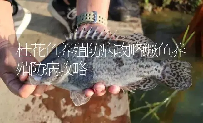 桂花鱼养殖防病攻略鳜鱼养殖防病攻略 | 淡水养殖