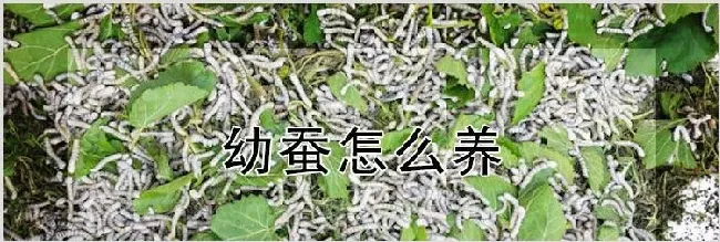幼蚕怎么养 | 动物养殖技术