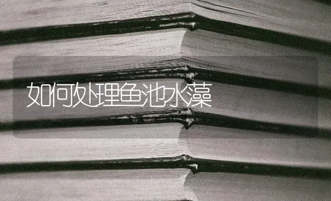 如何处理鱼池水藻 | 淡水养殖