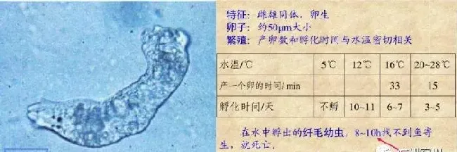 海鲈“游水”高发期，详解不同类型“游水”的特点