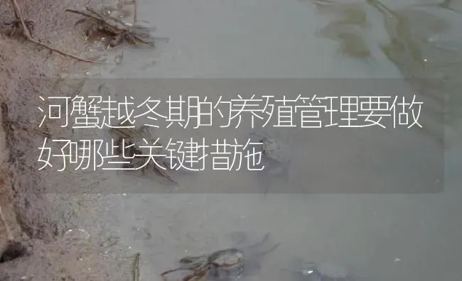 河蟹越冬期的养殖管理要做好哪些关键措施 | 淡水养殖