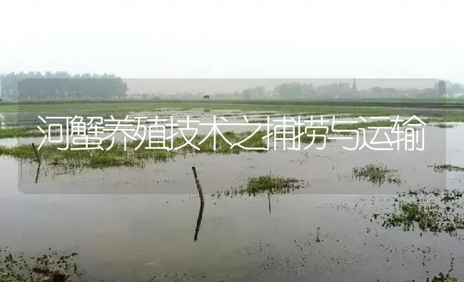 河蟹养殖技术之捕捞与运输 | 淡水养殖