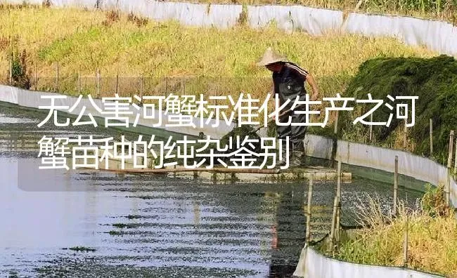 无公害河蟹标准化生产之河蟹苗种的纯杂鉴别 | 淡水养殖