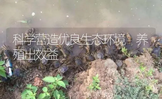 科学营造优良生态环境 养殖出效益 | 淡水养殖