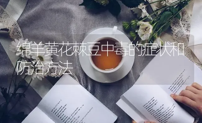 绵羊黄花棘豆中毒的症状和防治方法 | 家畜养殖