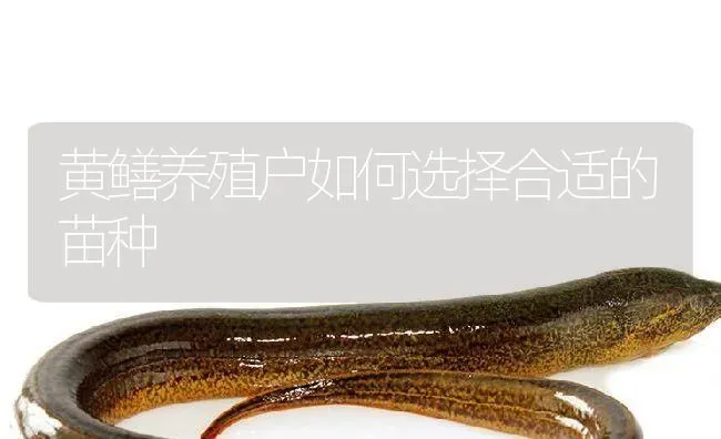 黄鳝养殖户如何选择合适的苗种 | 淡水养殖
