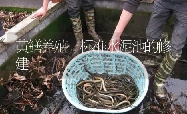 黄鳝养殖－标准水泥池的修建 | 淡水养殖