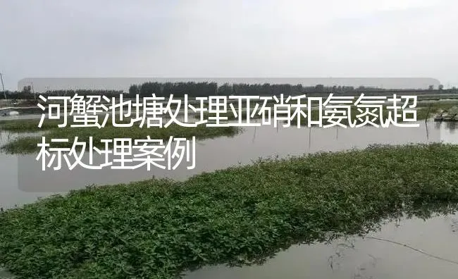 河蟹池塘处理亚硝和氨氮超标处理案例 | 淡水养殖