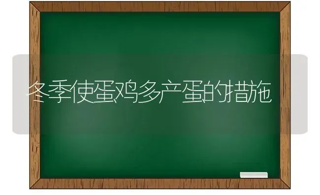 冬季使蛋鸡多产蛋的措施 | 家禽养殖