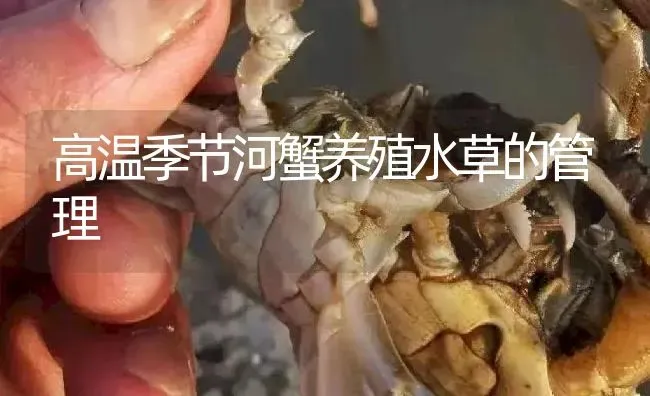 高温季节河蟹养殖水草的管理 | 淡水养殖