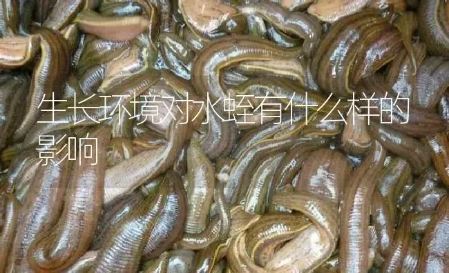 生长环境对水蛭有什么样的影响 | 特种养殖