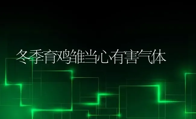 冬季育鸡雏当心有害气体 | 家禽养殖