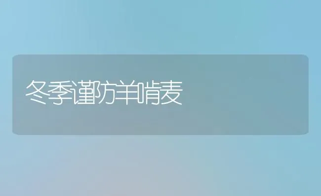 冬季谨防羊啃麦 | 家畜养殖