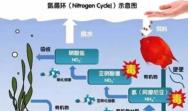 养殖户怎么降解亚硝酸盐？春哥来论七种方法可行性