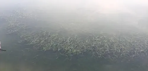 水草代谢旺盛导致青虾河蟹塘水质浑浊水草活力不行怎么办？