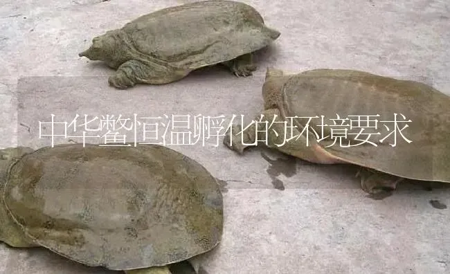 中华鳖恒温孵化的环境要求 | 淡水养殖