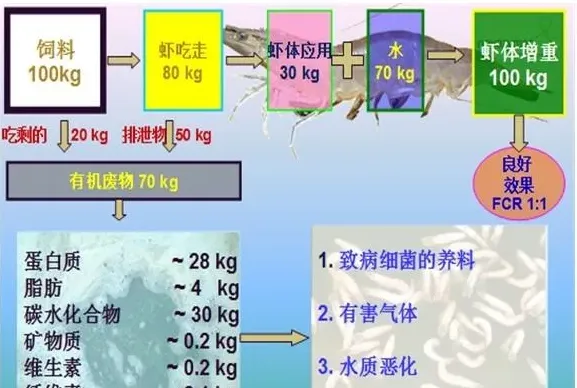 养殖南美白对虾如何做到科学投喂？