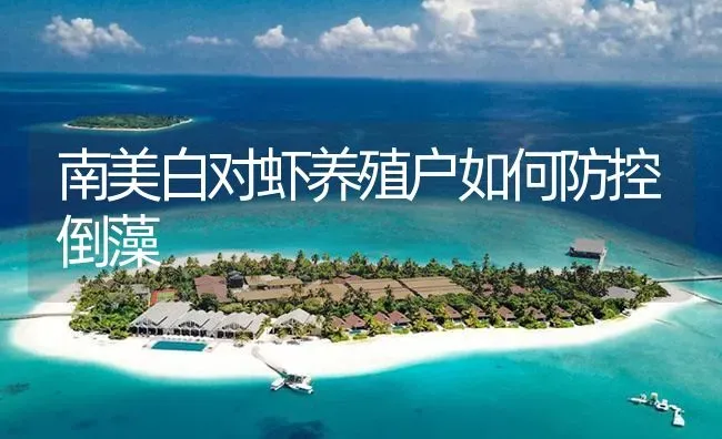 南美白对虾养殖户如何防控倒藻 | 海水养殖