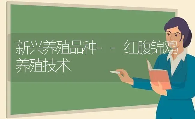 新兴养殖品种--红腹锦鸡养殖技术 | 家禽养殖