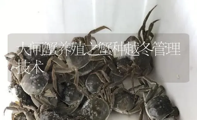 大闸蟹养殖之蟹种越冬管理技术 | 淡水养殖