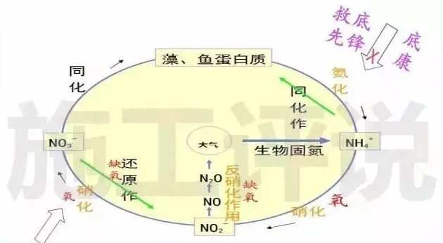 详说养殖水体中亚硝酸盐、氨氮升高的原因和应对方法