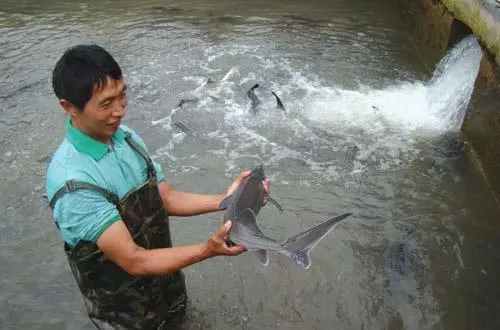 浅谈鲟鱼养殖过程中溶氧与投喂管理技术