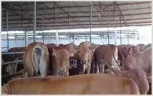 养牛知识 | 动物养殖知识