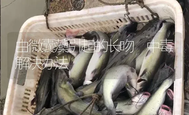 由微囊藻引起的长吻鮠中毒解决办法 | 淡水养殖