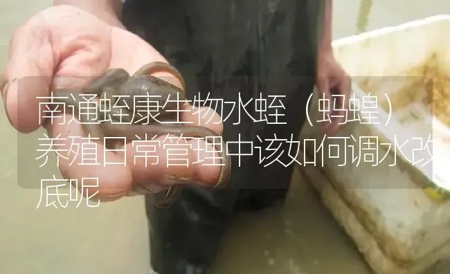 南通蛭康生物水蛭（蚂蝗）养殖日常管理中该如何调水改底呢 | 特种养殖