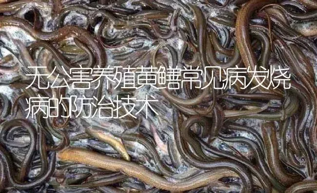 无公害养殖黄鳝常见病发烧病的防治技术 | 淡水养殖