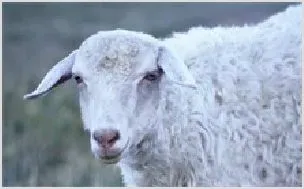 夏季绵羊养殖过程中须预防三病 | 动物养殖资料