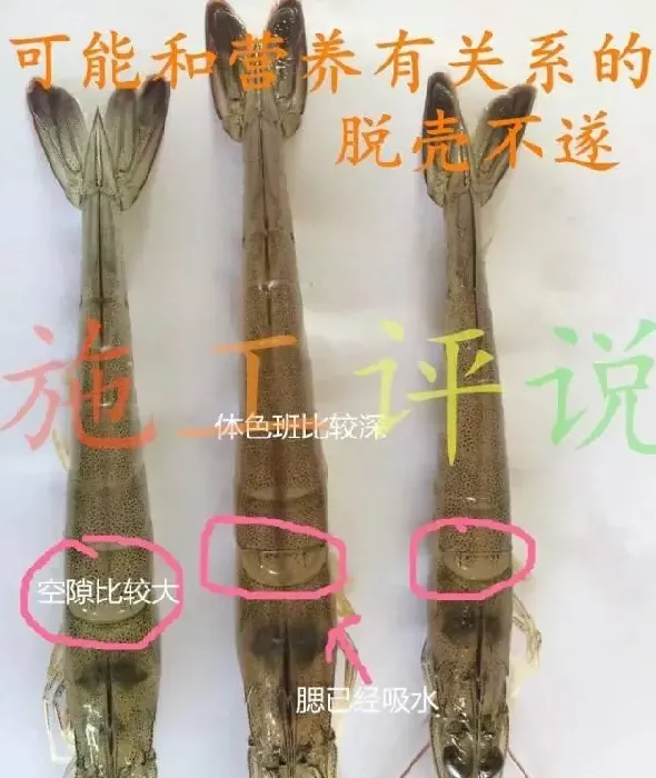 高温季节到了，再说南美白对虾护理换壳管理