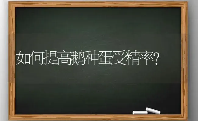 如何提高鹅种蛋受精率？ | 家禽养殖